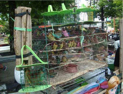 Sparrows on a cage 스톡 사진