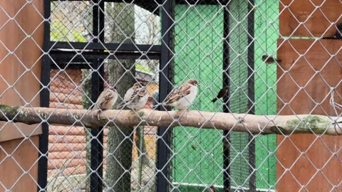 Sparrows in a cage at a zoo, kept in captivity 库存影片 329091582