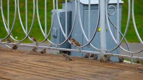 Sparrows clean their feathers Stock Footage 235322188