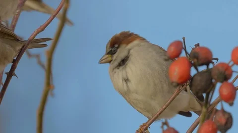 Sparrows close-up. 4k 60fps Video stock 121006129