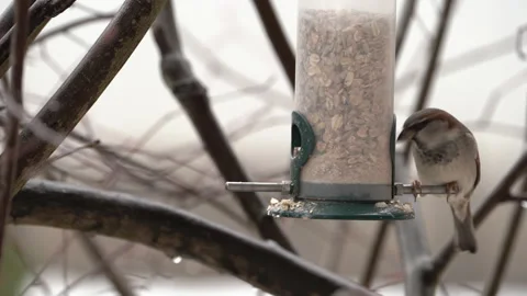 Sparrows come to the feeder on a cloudy winter day Stock Footage 260540418
