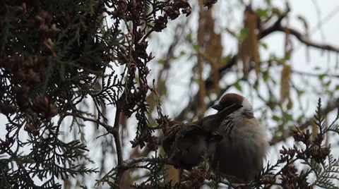 Sparrows copulate on coniferous tree Stock Footage 37347621