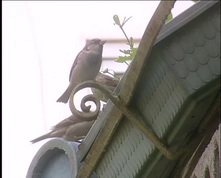 Sparrows on the cornice 库存影片 994874