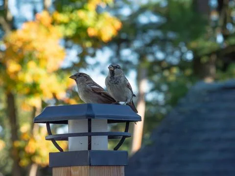 Sparrows on the deck light Stock Photos