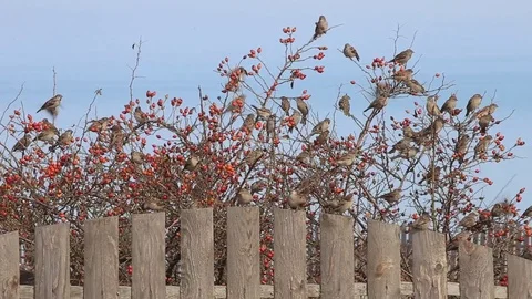 Sparrows on a dogrose Video stock 80996772