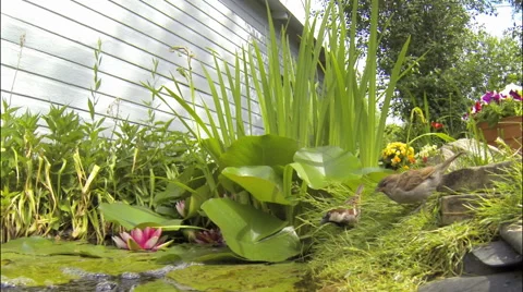 Sparrows Drink From Garden Pond Stock Footage 64894052