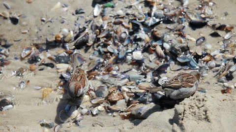 Sparrows drink water from a brook Stock Footage 22681018
