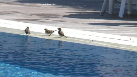 Sparrows Drinking And Bathing At A Swimming Pool Stock Footage 95788485