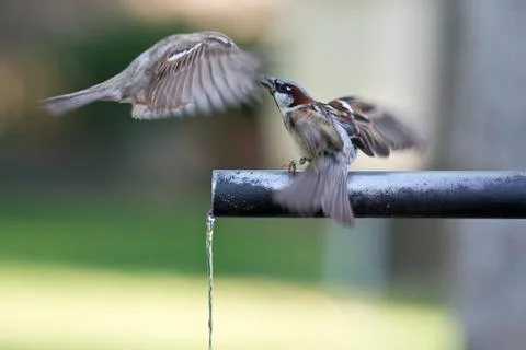 Sparrows drinking water. Stock Photos