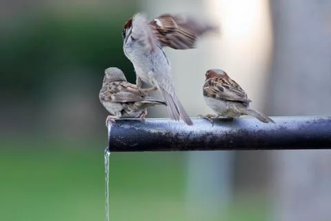 Sparrows drinking water. Foto stock