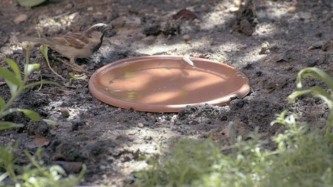 Sparrows drinking water on a warm summer day 스톡 동영상 77659627