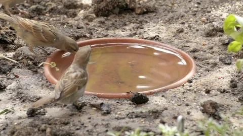 Sparrows drinking water on a warm summer day Stock Footage 77659671