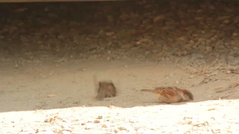 Sparrows in the dust Stock-Footage 86431831