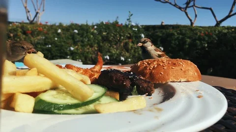 Sparrows eat a bun on a burger from a plate Stock Footage 101770600
