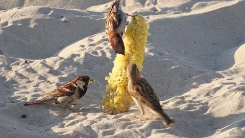 Sparrows Eat Corn and Fighting On The Beach Slow Motion Stock Footage