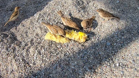 Sparrows eat corn on the beach Stock Footage 123736641