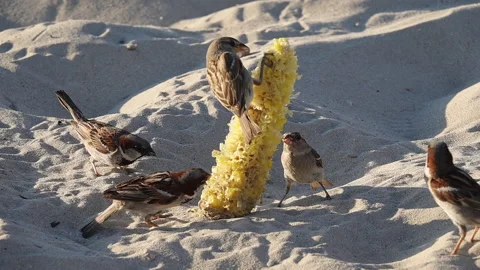 Sparrows Eat Corn On The Beach 스톡 동영상 166923321
