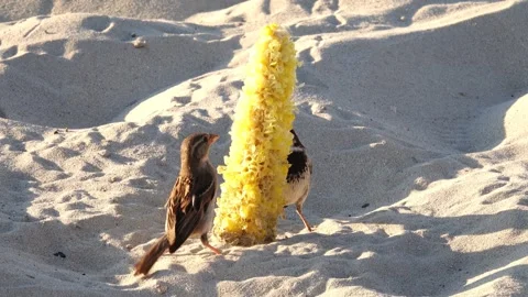 Sparrows Eat Corn On The Beach 스톡 동영상 167100565