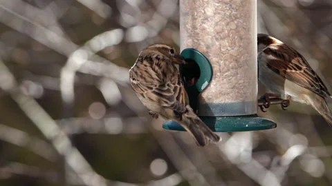 Sparrows eat from the feeder Stock Footage 308360660