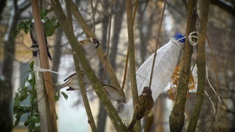 Sparrows eat Stock Footage 99394570