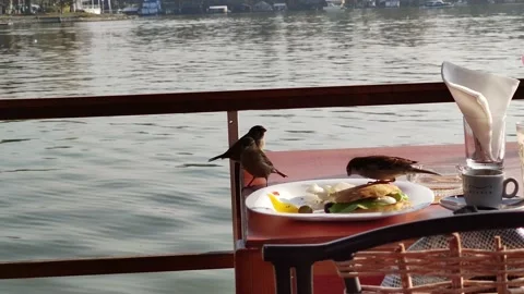 Sparrows eat in a restaurant Stock Footage 150384620