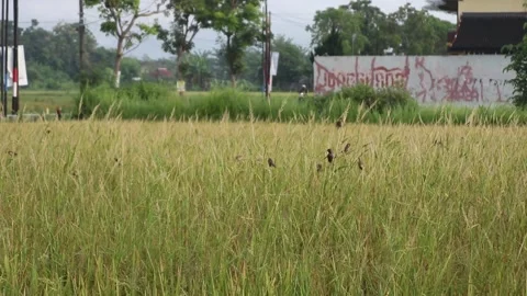 Sparrows eat rice in the fields. Stock Footage 218569955