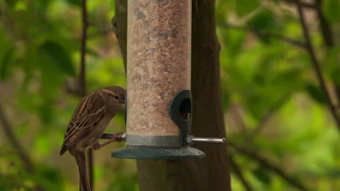 Sparrows eat seeds from the feeder Stock Footage 295860242