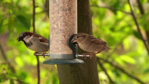 Sparrows eat seeds from the feeder Stock Footage 295869696