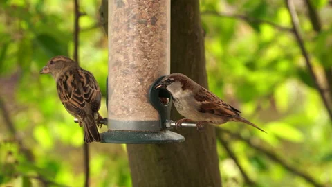 Sparrows eat seeds from the feeder Stock Footage 295969363
