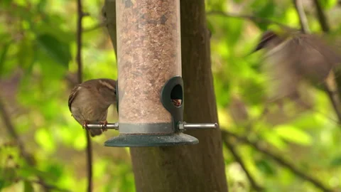 Sparrows eat seeds from the feeder Stock Footage 295995354
