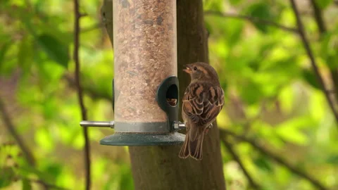 Sparrows eat seeds from the feeder Stock Footage 296012088