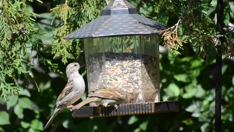 Sparrows eat seeds then fly away Stock Footage 205077653