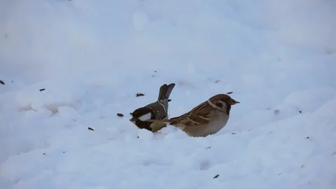 A sparrows eat in the snow in winter Stock Footage 331229964