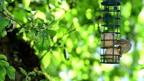 Sparrows eat at the suet balls Stock Footage 337900021