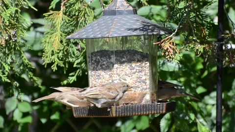 Sparrows eating and fighting over seeds on a bird feeder Stock Footage 205077690