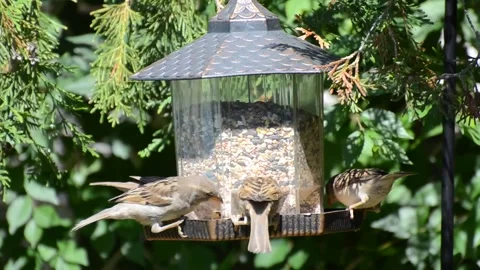 Sparrows eating and fighting over seeds on a bird feeder Stock Footage 205080497