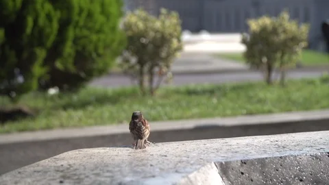 Sparrows Eating on the Bench Vidéo 90312570