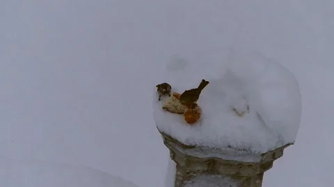 Sparrows eating bread crumbs on snow in winter, Stock Footage 168989200