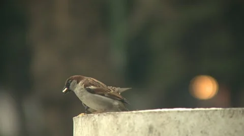 Sparrows eating crumbs Vídeo Stock 10917191