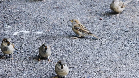 Sparrows eating. Stock Footage 116611780