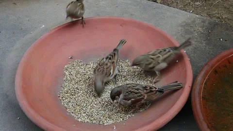 Sparrows eating grain Stock Footage 276821464