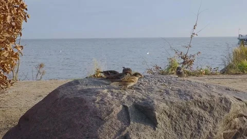 Sparrows eating grain from a stone on the beach Video stock 294094279