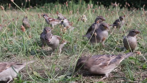 Sparrows eating in the grass Stock Footage 137906695