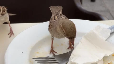 Sparrows eating leftovers Stock Footage 311661921