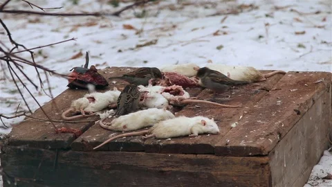 Sparrows eating meat of dead mice Video stock 72383629