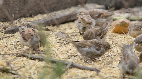 Sparrows eating seeds Stock Footage 30320530