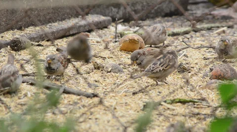 Sparrows eating seeds Vídeos de archivo 30321959