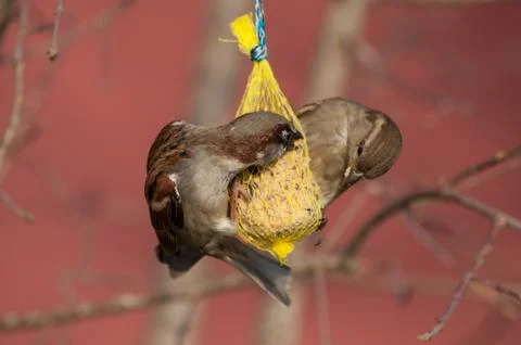 Sparrows eating seeds in tree Stock Photos