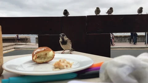 Sparrows eating snacks of a terrace in slow motion 2 Stock Footage 170476736