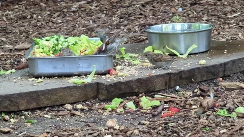 Sparrows eating vegetables and seeds from bird feeder Stock Footage 334580896